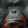 Tampa Zoo - Male Orangutan